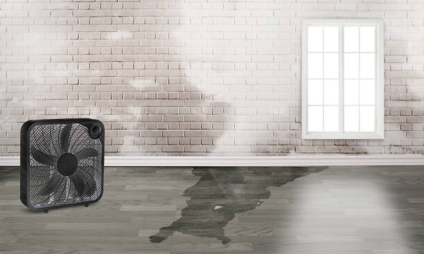 Best Basement water damage restoration  in Mequon, WI